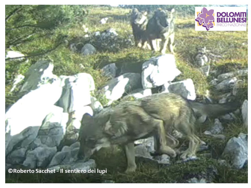 Fermo immagine di un video da fototrappola che ritrae tre cuccioli nel PNDB -  Roberto Sacchet - Il sentiero dei lupi